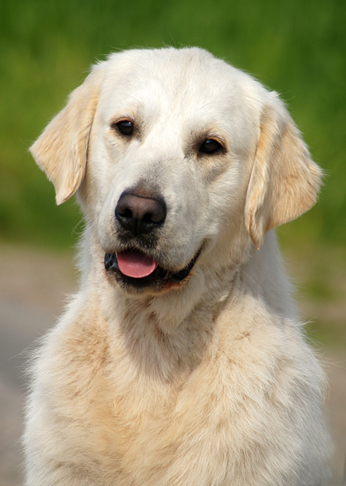 Kennel Giddygold | Golden Retriever | http://www.giddygold.dk